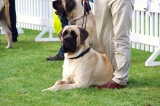 dogs 14-09-2014 061